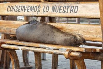 Sea lions (Zalophus wollebaeki), San Cristobal, Galapagos, Ecuador