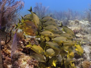 A school of yellow fish, bluestriped grunts (Haemulon sciurus), moves over a coral reef. Dive site