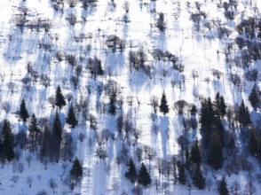 Snow covers the ground in Cantal, revealing an intricate pattern of tree shadows. The trees stand