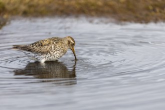 Black-legged stint (Calidris maritima) foraging, Aventdalen, Longyearbyen, Spitsbergen, Svalbard