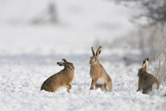 Dance of the hares... European hare (Lepus europaeus), three hares are mating in the snow,