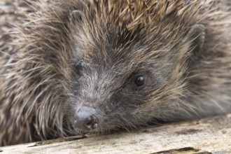 European hedgehog (Erinaceus europaeus) adult animal head portrait, England, United Kingdom