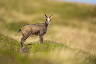 Chamois (Rupicapra rupicapra) youngster on a meadow in the Vosges Mountains, wildlife, France