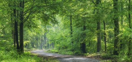 Forest path winds through natural deciduous forest in the morning light in spring, Freyburg,