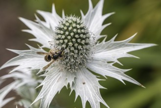 Clay wasp (Ancistrocerus) on ivory man litter (Eryngium giganteum), Emsland, Lower Saxony, Germany