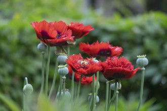 Stuffed red poppies (Papaver), Netherlands
