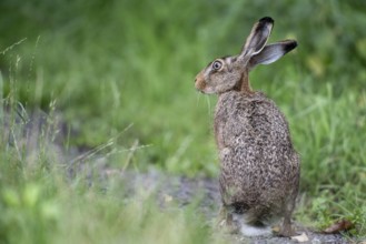 European hare (Lepus europaeus), Emsland, Lower Saxony, Germany