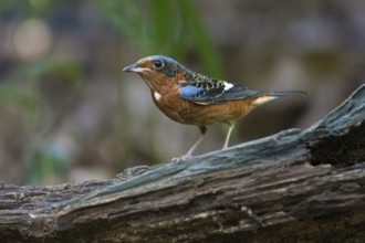 White-throated Rock Thrush (Monticola gularis) male perched on a log, Di Linh, Vietnam