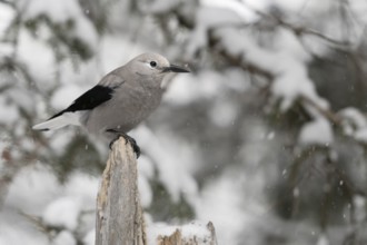 Clark's Nutcracker (Nucifraga columbiana) perched on a stump, Wyoming, USA