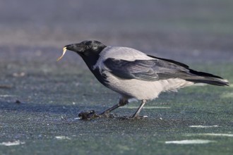 Hooded Crow (Corvus cornix) on the beach with blue mussel (Mytilus edulis) in beak,