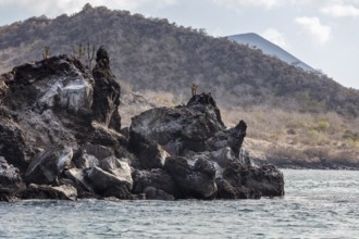 Coast, Galapagos, Ecuador