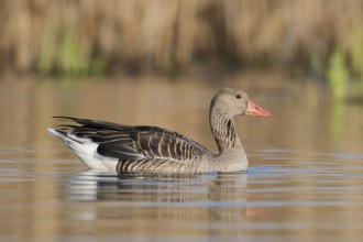 Greylag goose (Anser anser) swimming, North Rhine-Westphalia, Germany