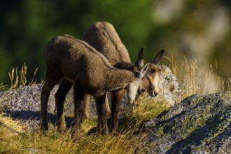 Two young chamois standing close to each other on a rocky ground surrounded by summer grass,