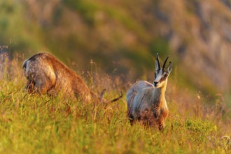 A chamois looks into the camera on a grassy hill under evening light, chamois, chamois, (Rupicapra