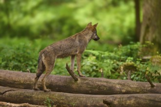Wolf standing attentively on tree trunks in green forest, Wolf (Canis Lupus), Germany