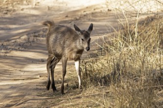 Sambar or sambar deer or horse deer (Cervus unicolor or Rusa unicolor) on a sandy track in