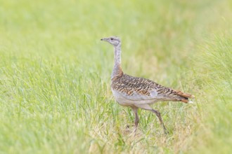 Great Bustard (Otis tarda), standing in a meadow, steppe bird, extremely rare bird species,