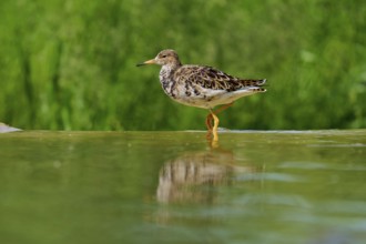A bird standing in the water, showing its reflection and a green background, ruff (Calidris