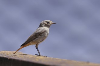Black redstart (Phoenicurus ochruros), on a balcony, Wilnsdorf, North Rhine-Westphalia, Germany