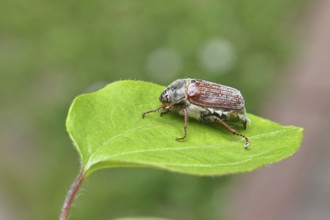 May beetle, wood cockchafer (Melolontha hippocastani), female, on a leaf, close-up, Wilnsdorf,