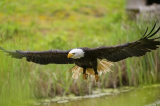 Bald eagle (Haliaeetus leucocephalus) flying over a pond, hunting, Bavaria, Germany