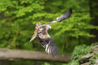 Red kite (Milvus milvus) flying in a forest in early summer, Bavaria, Germany