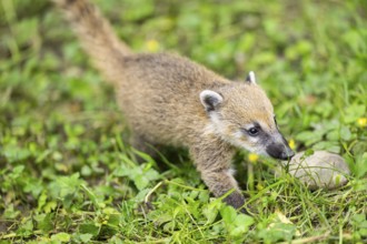 South American coati (Nasua nasua) youngster walking on the ground, captive, Zoo Augsburg
