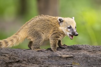 South American coati (Nasua nasua) youngster standing on the ground, captive, Zoo Augsburg