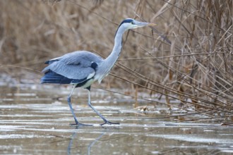 Grey heron (Ardea cinerea) Germany