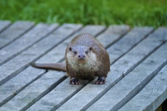 European otter (Lutra lutra), with wet fur looking curiously on a wooden footbridge, Germany