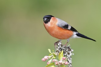 Bullfinch (Pyrrhula pyrrhula) male sitting on a branch with apple blossoms (Malus domestica),
