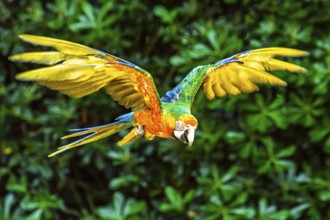 Scarlet macaw, Ara macao, bird in flight