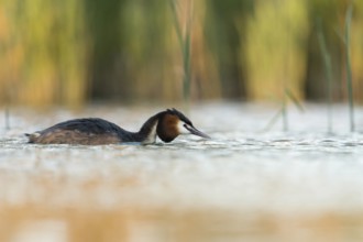 Great Crested Grebe (Podiceps Scalloped ribbonfish), adult, adult bird in spring, in breeding
