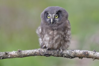 Great horned owl (Aegolius funereus), young bird sitting on a branch, Rothaargebirge, Rothaarsteig,