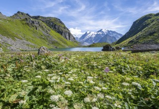 Sea of flowers at a mountain lake with view of mountain peaks, Lac du Louvie with summit Grand