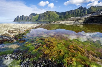 Green algae and plants in a tidal pool with reflection, rocky coast of Tungeneset, Devil's Teeth,