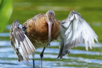 Lapwing rises from the water, spreads its wings, dynamic movement, black-tailed godwit (Limosa