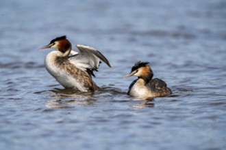 Great Crested Grebe (Podiceps Scalloped ribbonfish), pair with chicks on their backs, Vulkaneifel,
