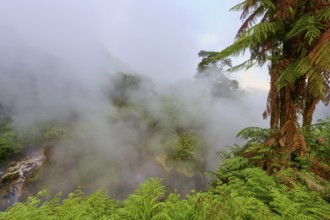 Hot water river and steaming forest with fern trees, dense greenery and mystical mist, Te Manaroa