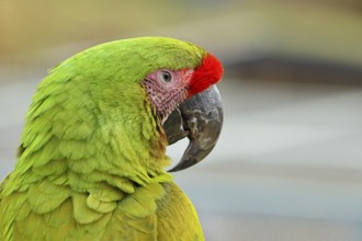 Great green macaw (Ara ambigua), animal portrait, captive, occurrence in South America, Hesse,