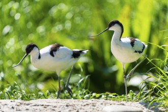 Two Avocet birds on a sandy area surrounded by green foliage and sunlight, Avocet, (Recurvirostra