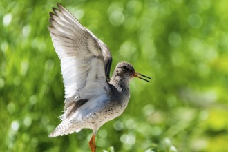 Small bird with spread wings in natural green surroundings, redshank, (Tringa totanus), France