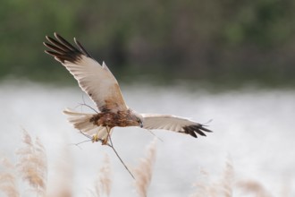 Rohrweihe, lat. Circus aeruginosus; Männchen im Flug mit Nistmaterial über Schilfkante