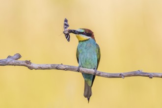 European Bee-eater (Merops apiaster) with an insect in its beak, Saxony-Anhalt, Germany