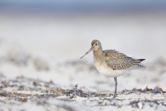Pfuhlschnepfe, Limosa lapponica Bar-tailed Godwit, Limosa lapponica