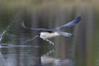 Red-throated Loon (Gavia stellata) taking flight, Dalarna, Sweden