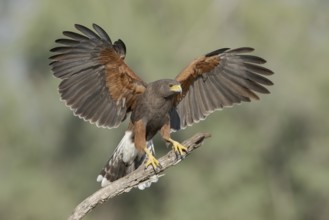 Harris's Hawk (Parabuteo unicinctus) perched on a dried branch, Texas, USA