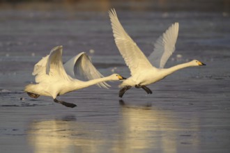 Whooper Swan (Cygnus cygnus) flying, Lower Saxony, Germany