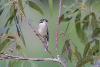Brown-headed Honeyeater (Melithreptus brevirostris) perched on a branch, Victoria, Australia