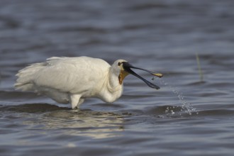 Eurasian Spoonbill (Platalea leucorodia), Austria